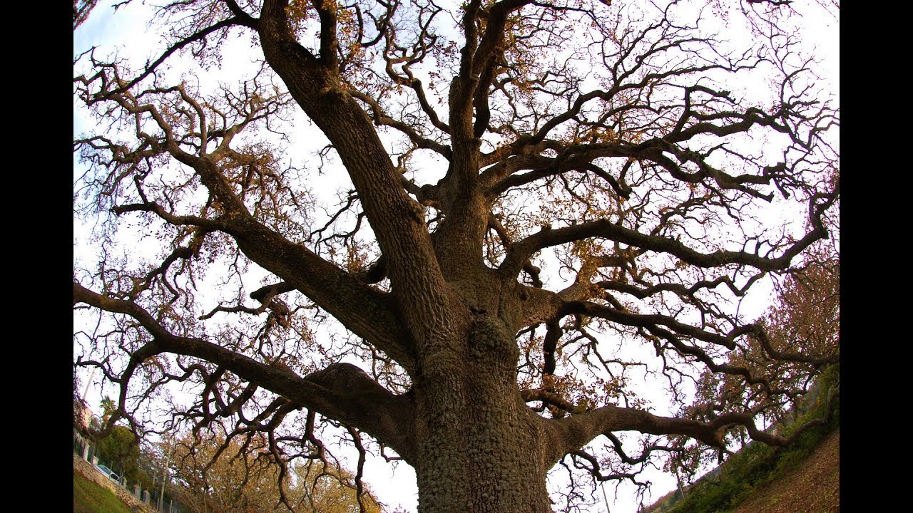 Città di Tricase - Quercia Vallonea