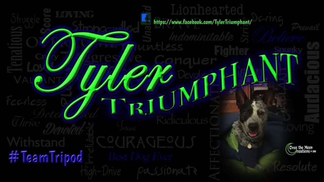 Tyler's First Agility Competion: Class 3 Colors