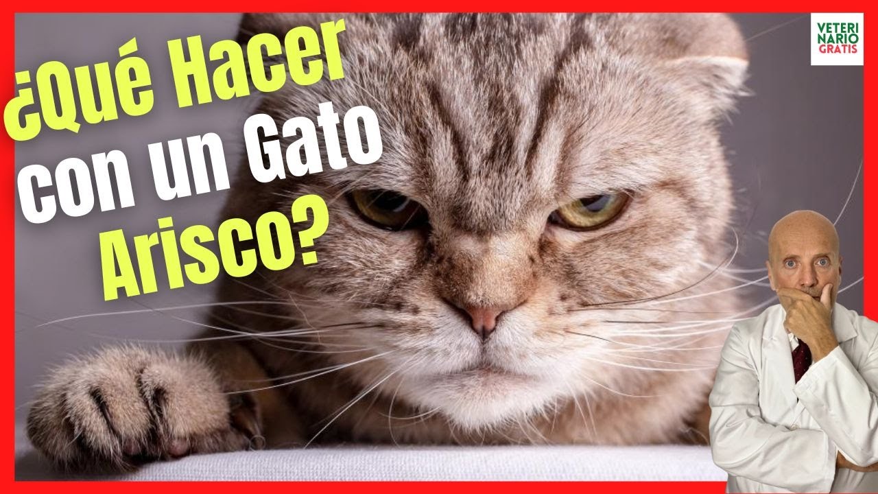 ❤️&zwj;🩹 &iquest;C&Oacute;MO AMANSAR Y TRANQUILIZAR A UN GATO ARISCO O ASUSTADO? ❤️&zwj;🩹