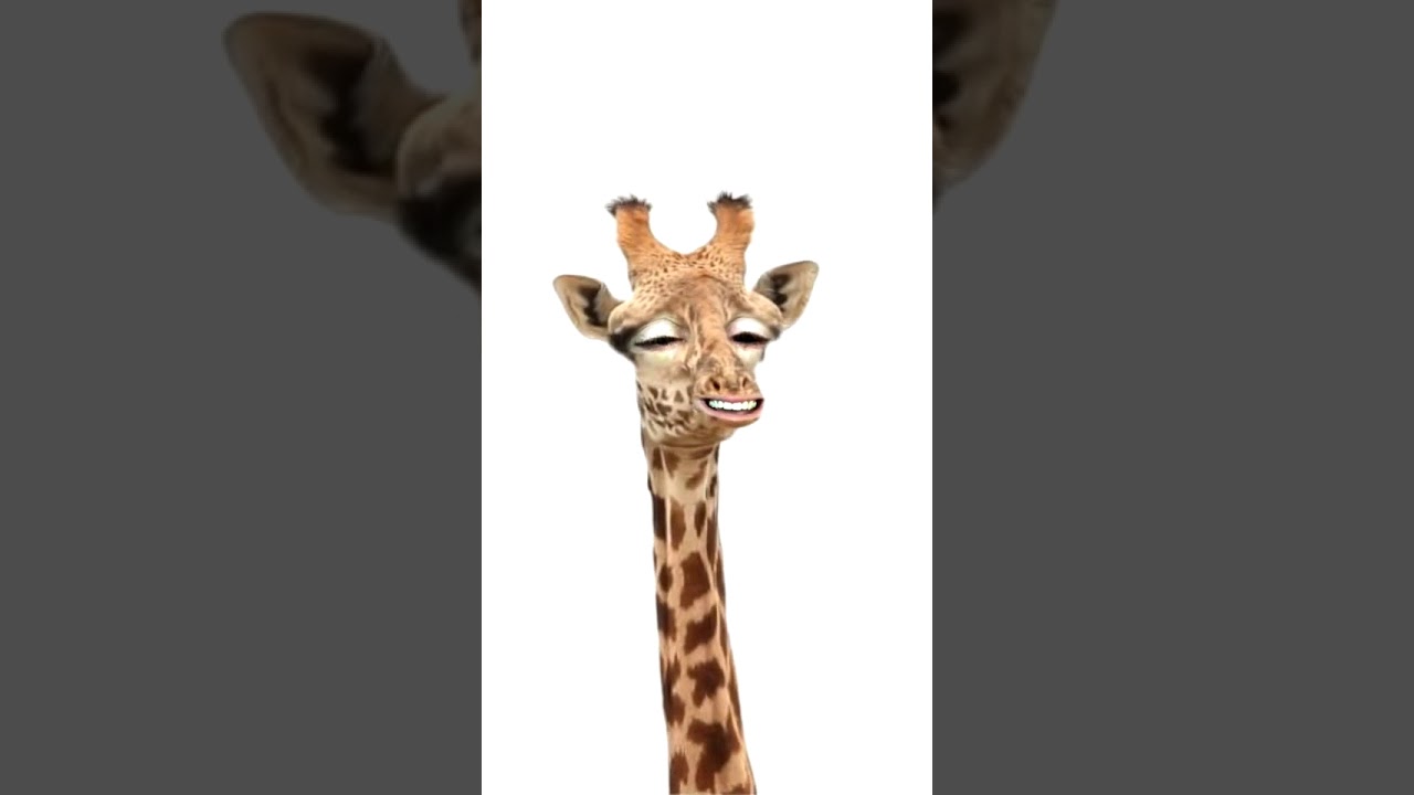 Giraffe sagt Guten Morgen