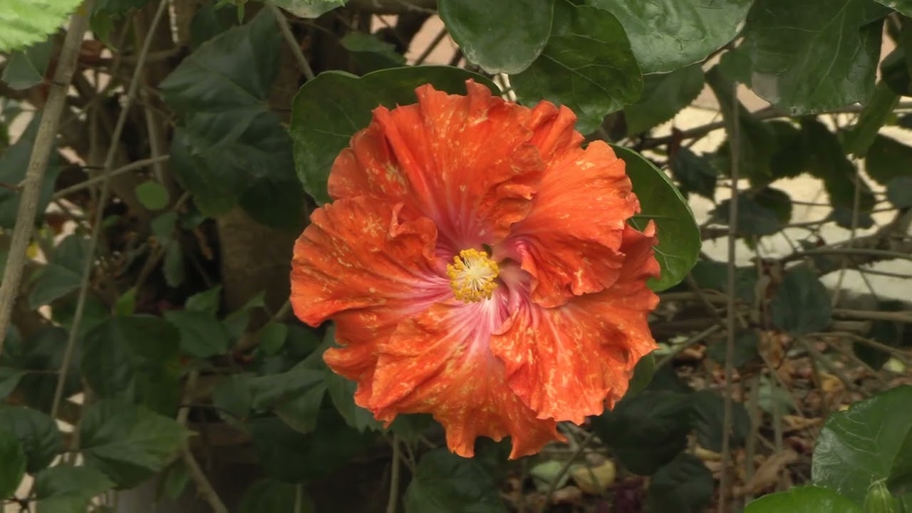 Hibiscus