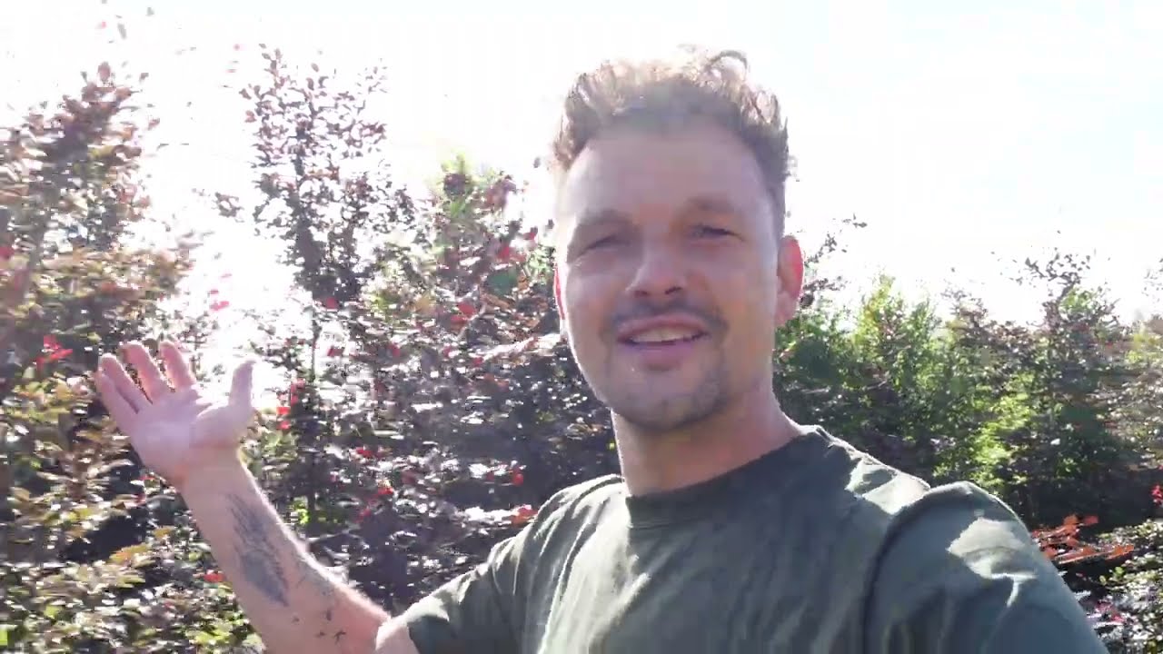 Roodbladige bomen en struiken tips