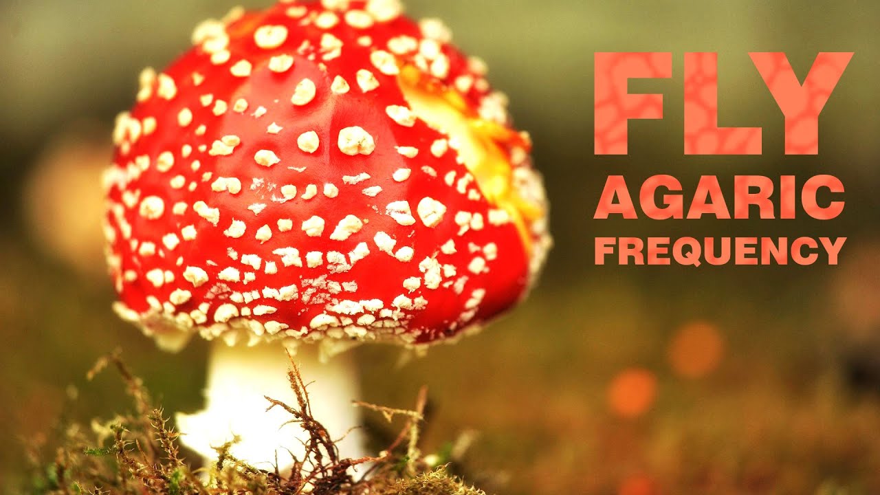 Fly Agaric Trip Meditation - Sleep Music for Lucid Dreams | Amanita Muscaria Subtle Plain Experience