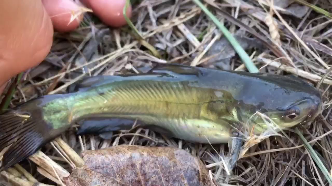 Catching baby catfish in a Minnow Trap!