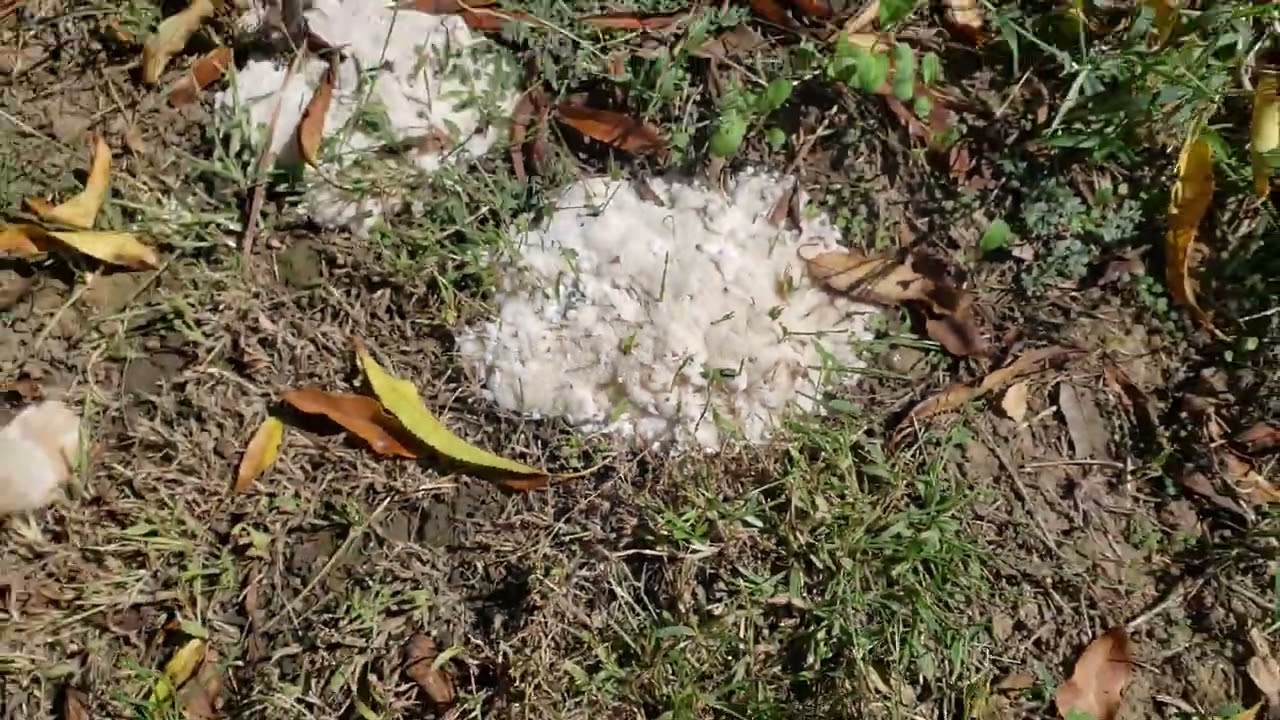 strange white fungus growing completely around grass