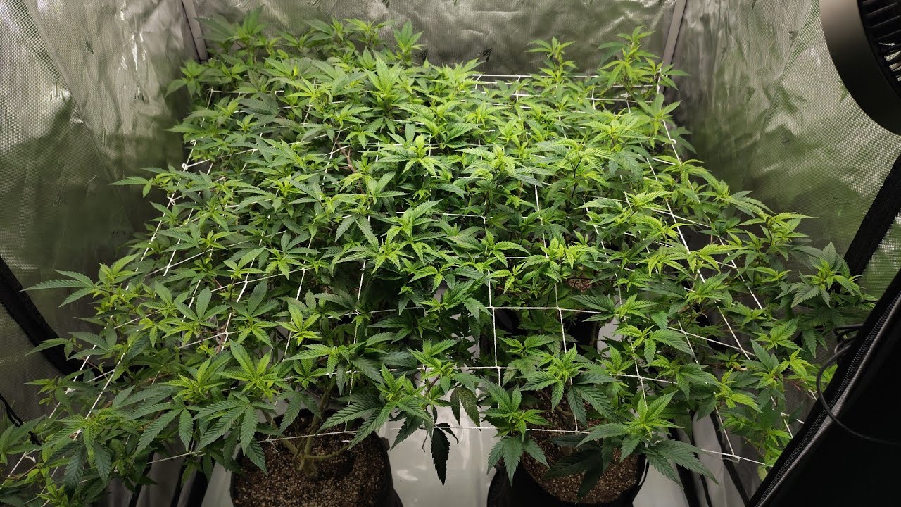 HOW LEVELZ PROPERLY SCHWAZZE'S/ STRIPS BEFORE TRANSITIONING THE FLIP WITH LEVELZ INTO FLOWER! 