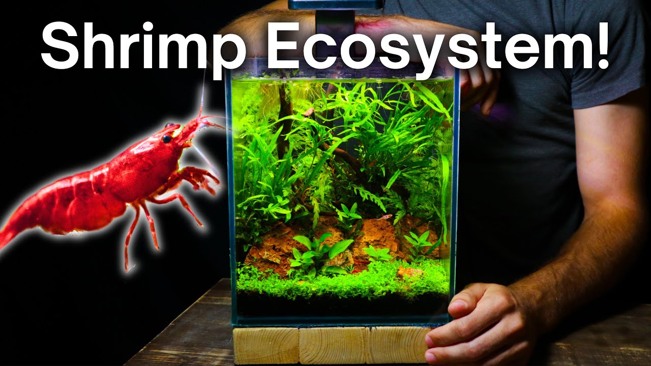 I Made a Nano Aquarium For Cherry Shrimp, Here’s How!