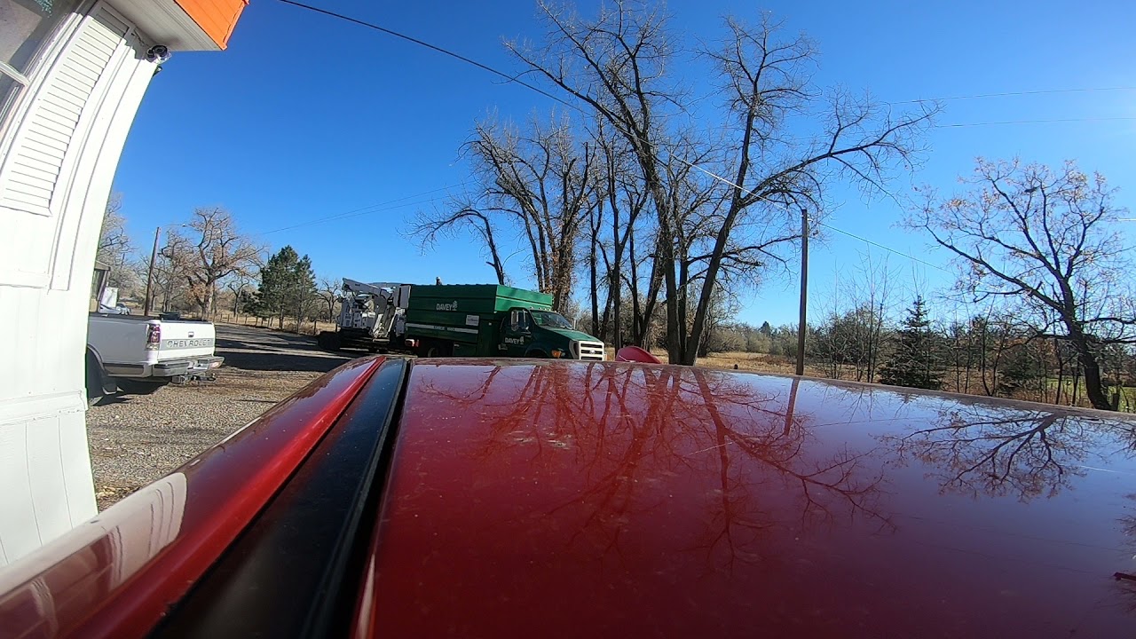 tree be gone