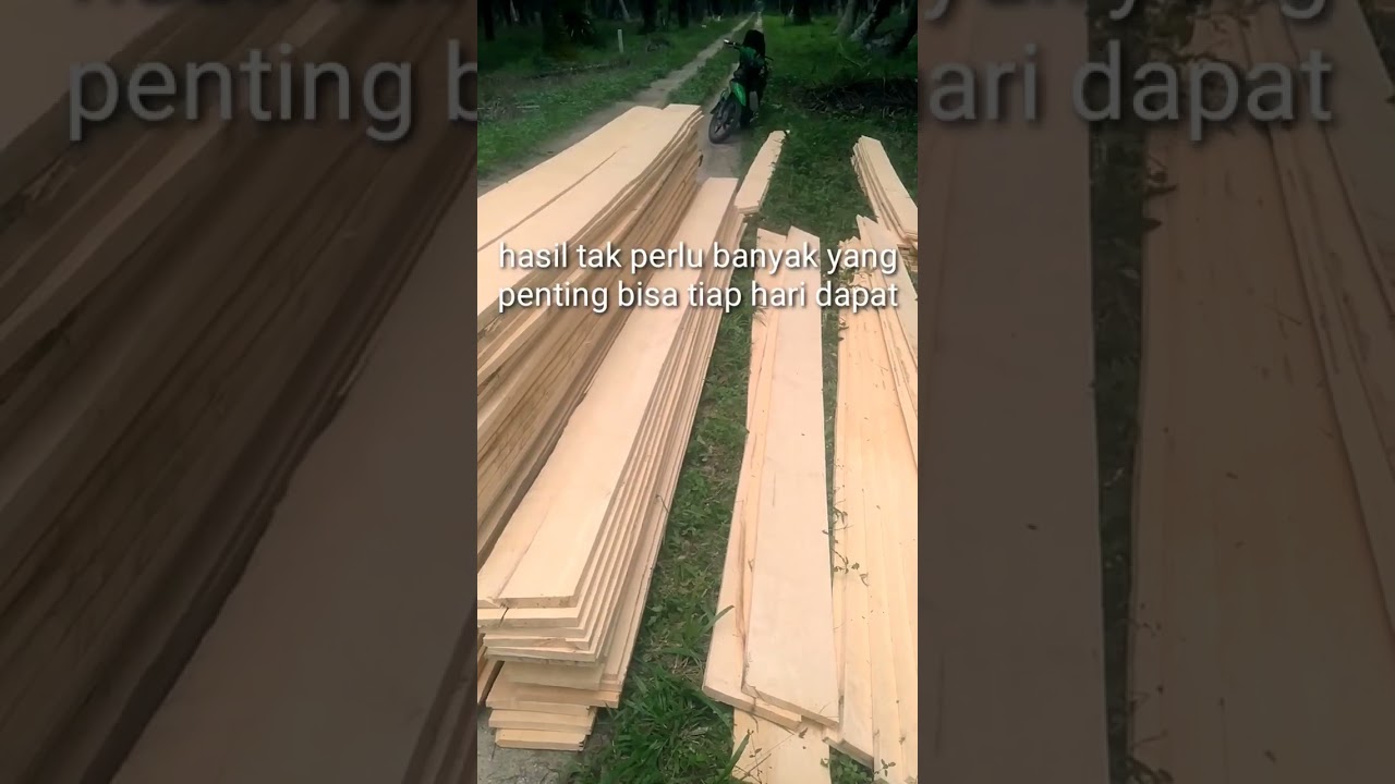 papan dari pohon pule #senso #sensower