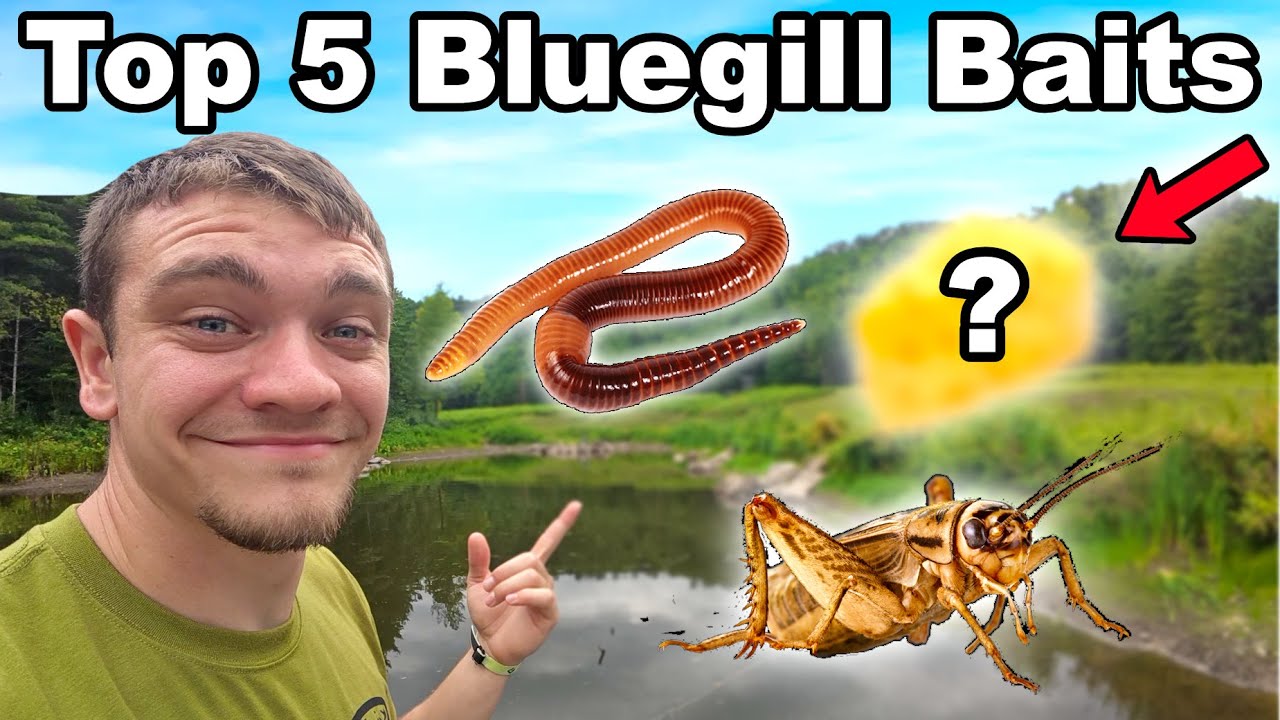 Top 5 Bluegill Fishing Baits for Beginners!