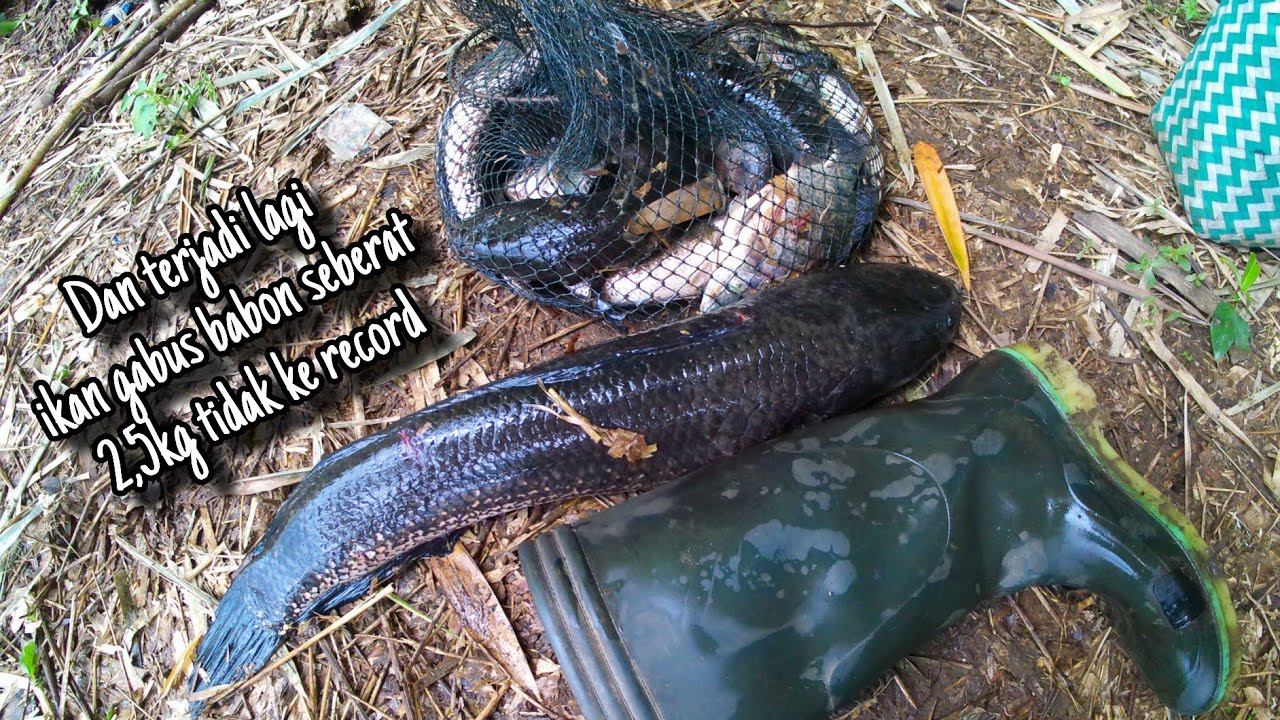 Maser Ikan Gabus Babon Seberat Dua Setengah Kilo Dan Ikan Nila 