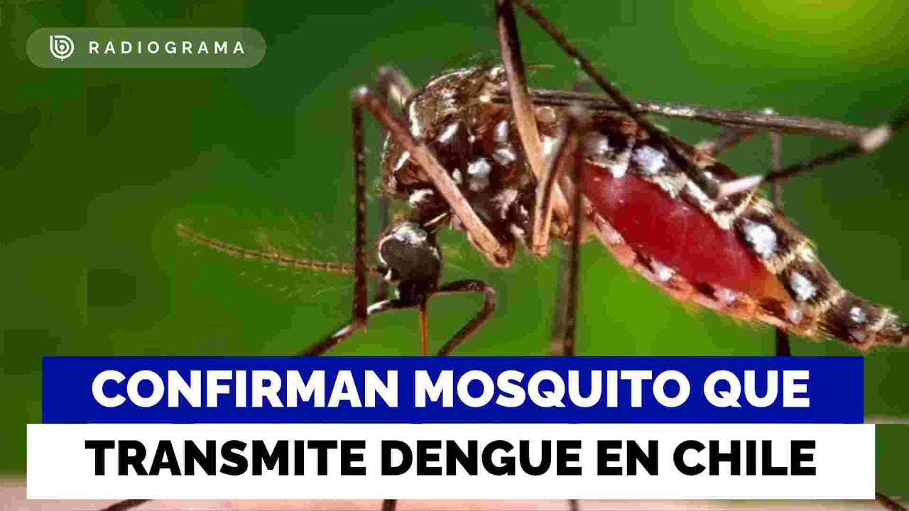 Minsal confirma presencia de mosquito que transmite dengue: hay alerta sanitaria de Arica a Los Ríos