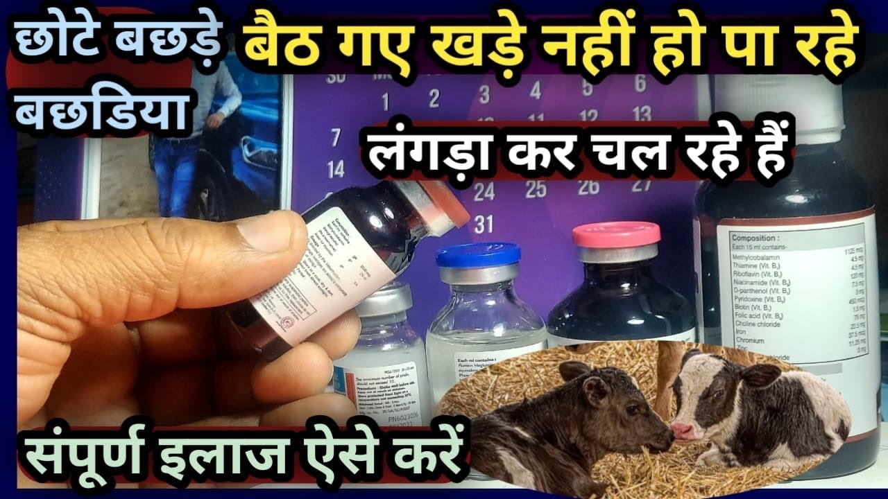 छोटे बछड़े बछडिया बैठ गए खड़े नहीं हो पा रहे है||लंगड़ा कर चल रहे है||इलाज ऐसे करें||Calf Treatment
