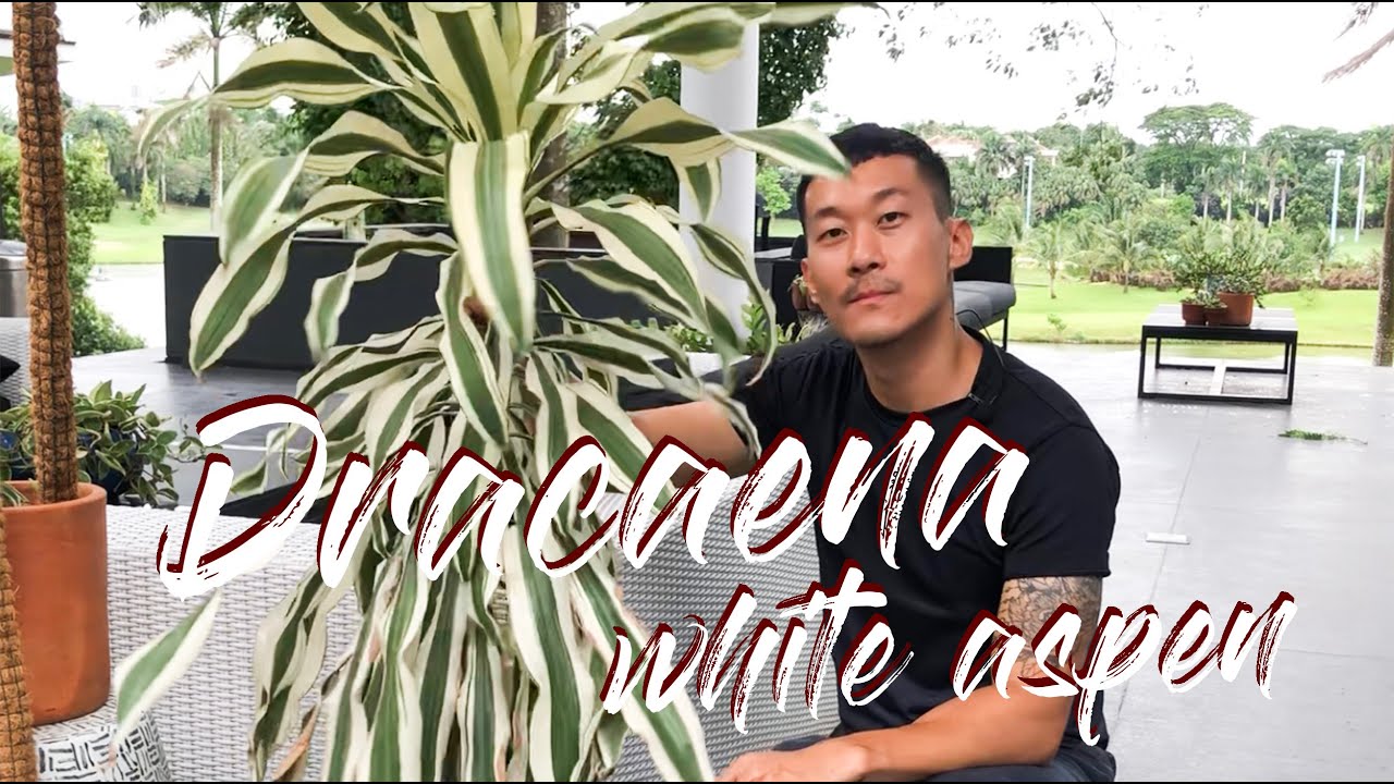 Dracaena Aspen White care and propagation