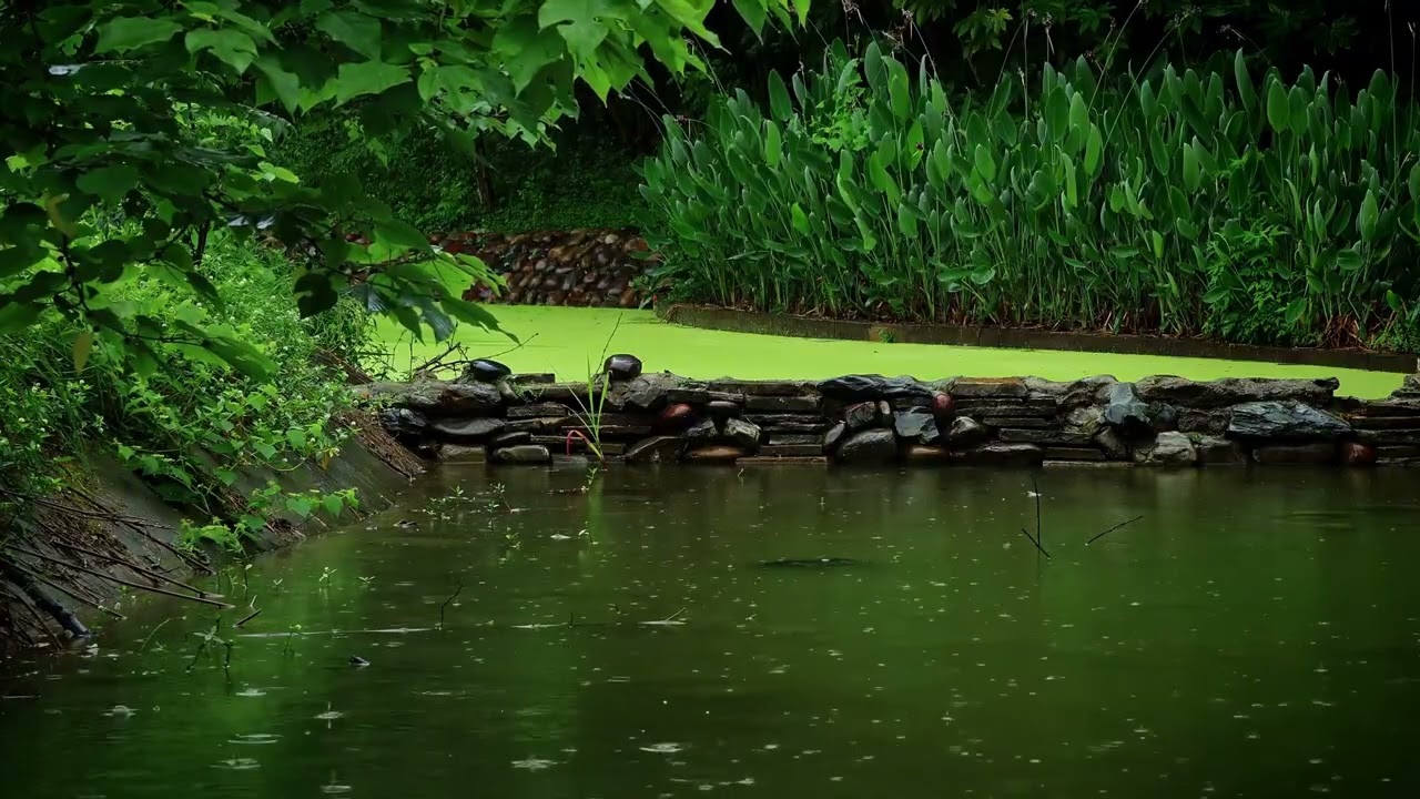 池塘小雨实拍