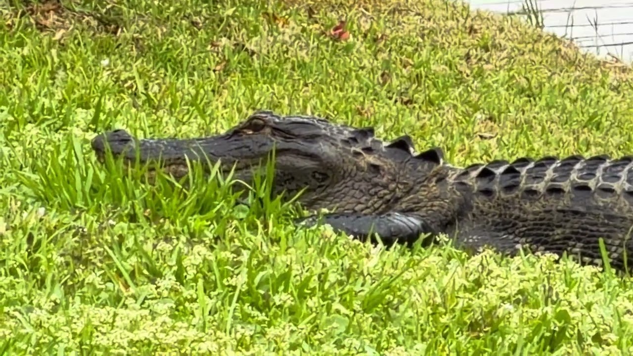 Buddy came  on the grass