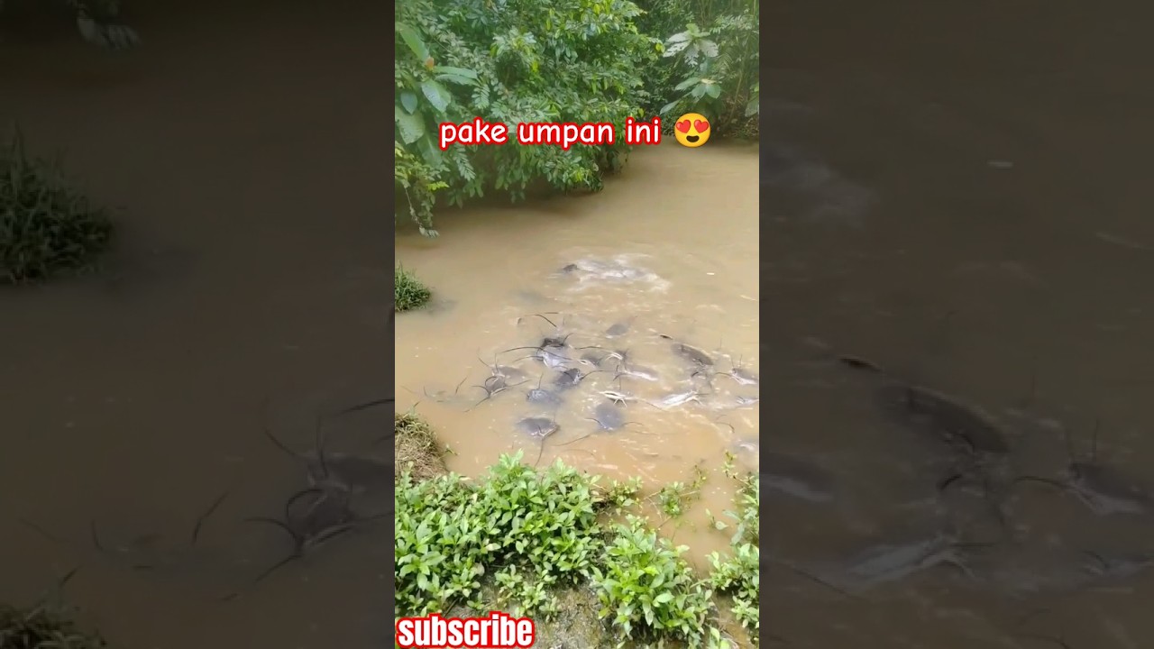 umpan mancing ikan lele paling gacor #mancing #fishing #shorts #fish