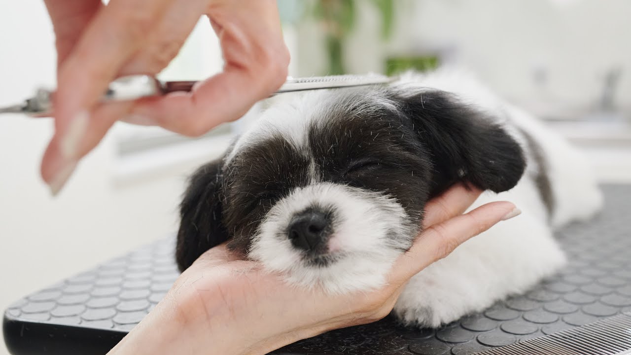 キャバションの子犬をトリミングしたら寝てしまいました
