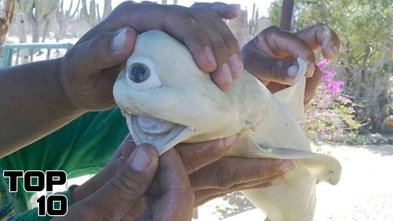 Top 10 Terrifying Fishing Discoveries We Should Have Thrown Back