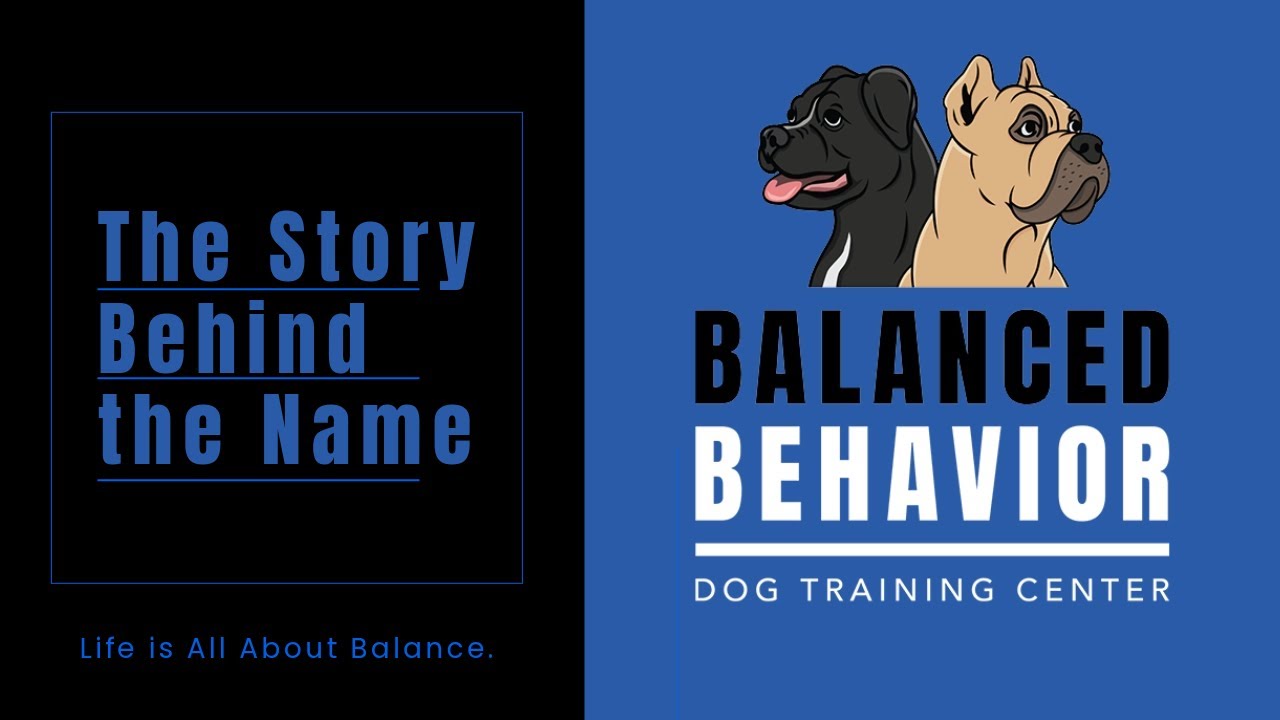 Why Did I Choose Balanced Behavior Dog Training Center? Find Out 👉