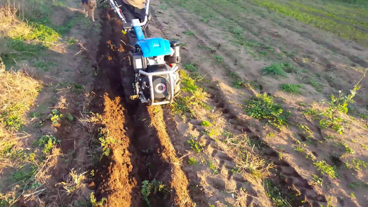Motocoltivatore Bertolini 411 aratura terreno #motocoltivatore #bertolini #bertolini411