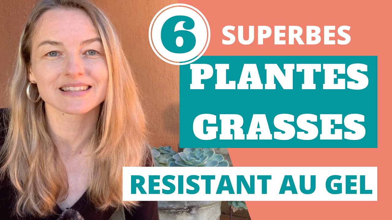 5 superbes plantes grasses exterieur resistant au gel (+ 1 bonus)