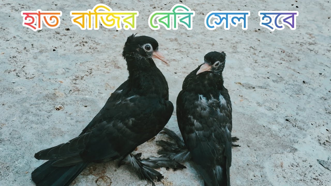 হাতবাজিরকবুতর#রাজশাহীগিরিবাজকবুতর #বেবি কবুতর। মোবাইল নাম্বার ☎️০১৬০৩৩৮৫৬১২
