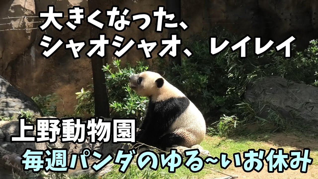 【上野動物園】上野とアドベンの違いって何？大きくなった、シャオシャオ、レイレイ　 「上野パンダファミリーに逢いたい。」【毎週パンダ2024/06/14】