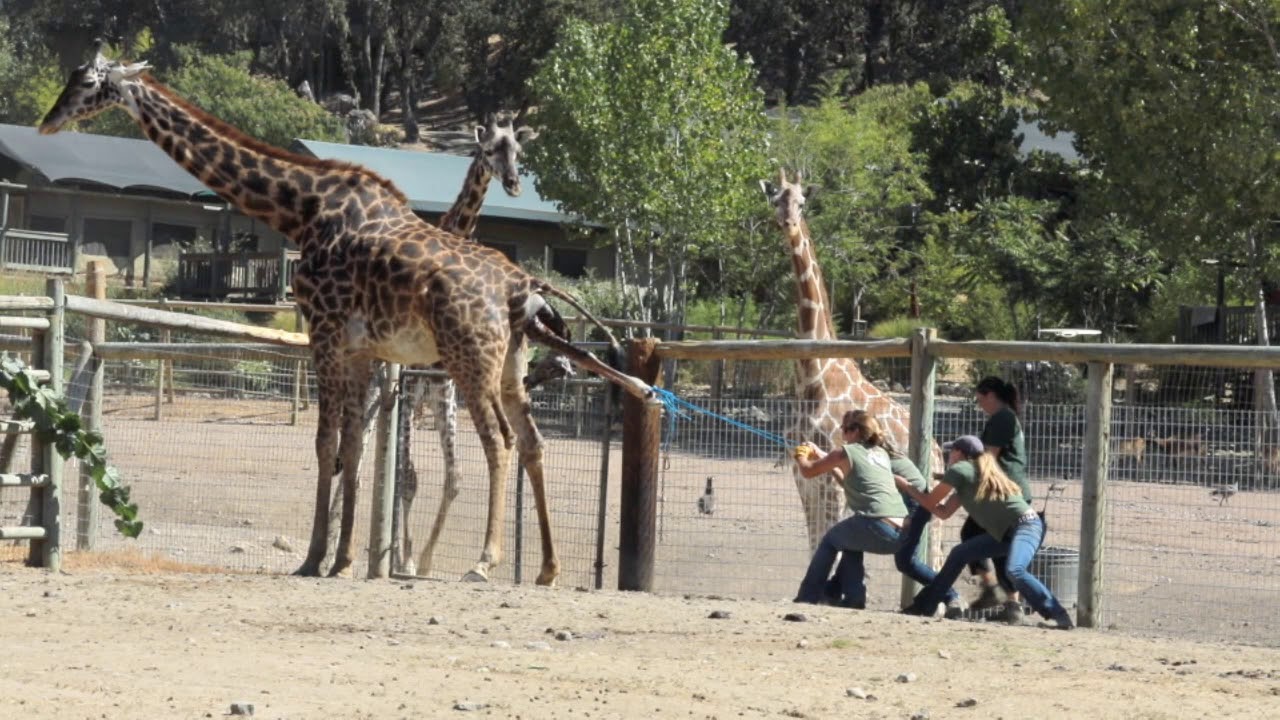 Рождение детеныша жирафа в Safari West