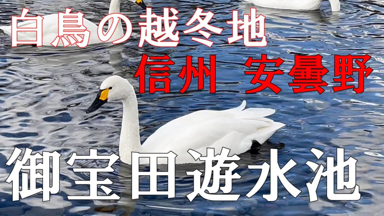 白鳥の越冬地　信州安曇野　御宝田遊水池　蕎麦処 吉盛　山の中のぎょうざ屋さん【信州人が地元再発見の旅】（今日はドライブ）