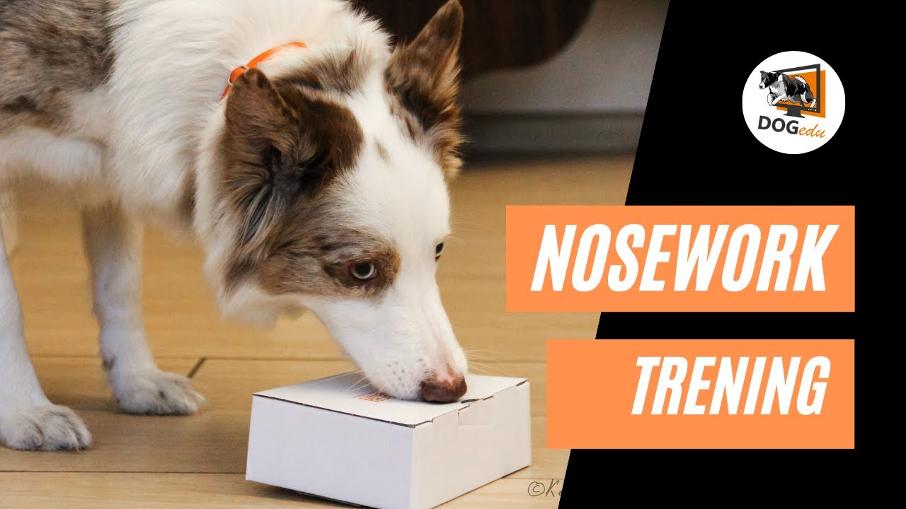 Nosework - praca węchowa (Lorie vs Delta)