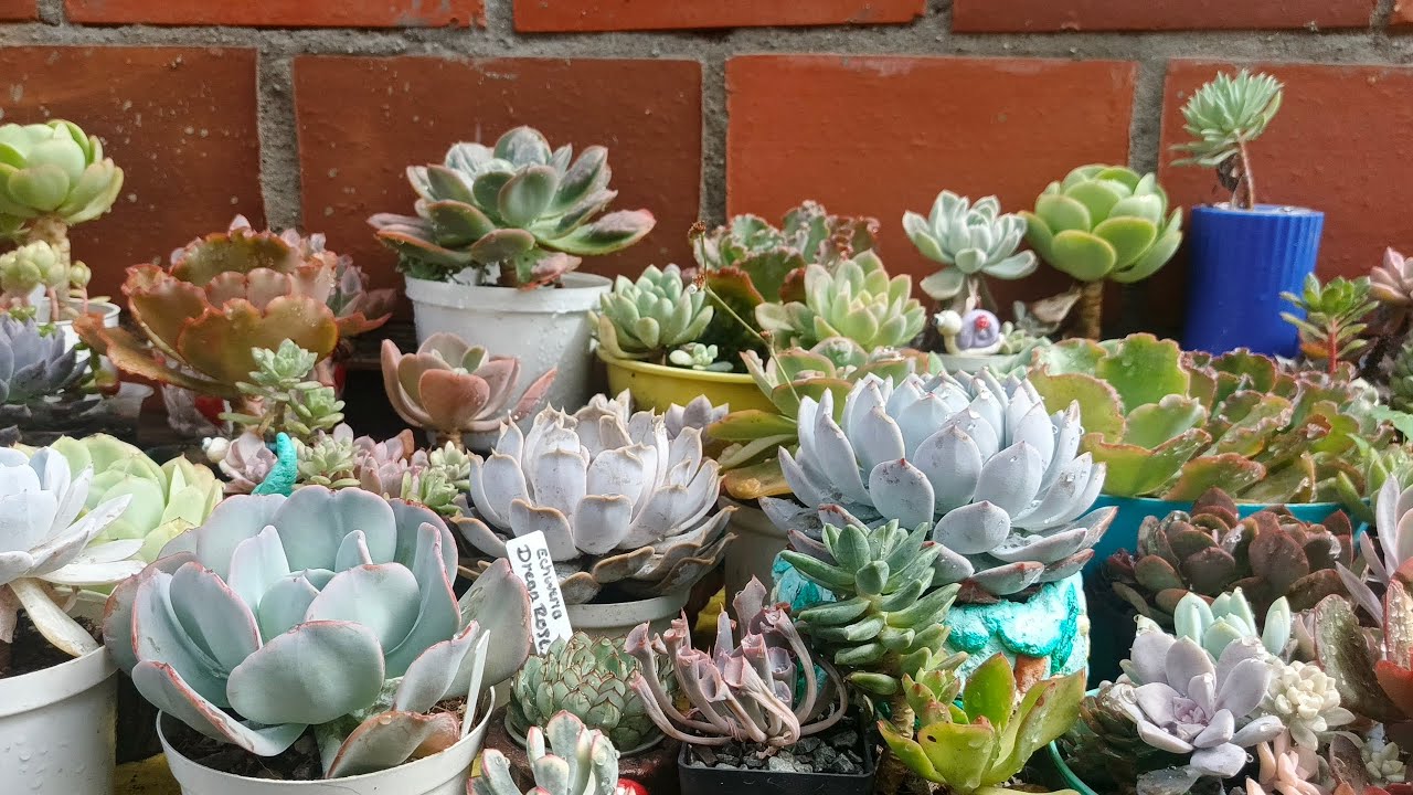 organizando espacios para mis suculentas 🌵🌵🌱