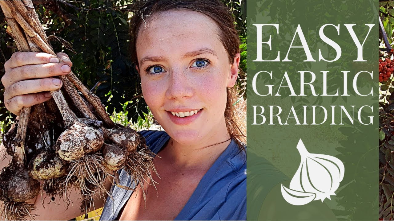 Easy Garlic Braiding & 2020 Monster Garlic Haul!