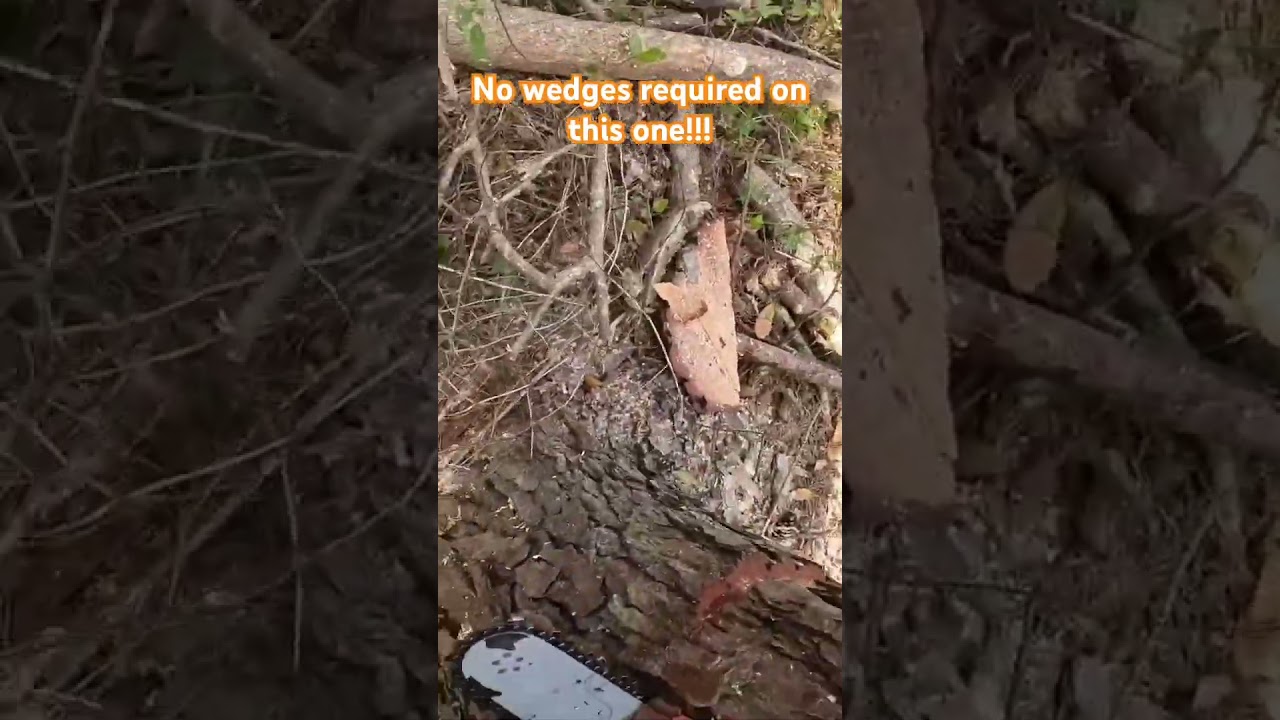 How to bore cut a heavy leaning tree #chainsawman #shortsyoutube