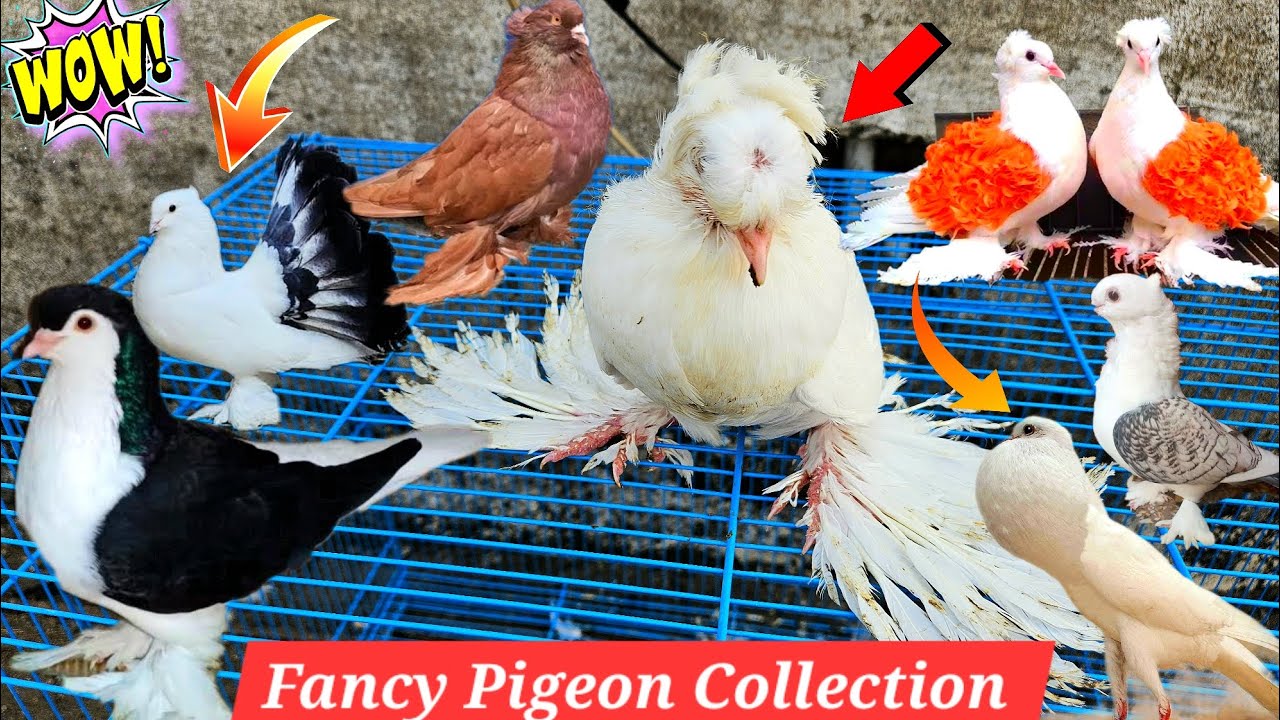 Finally My Fancy Pigeon Collection 😍 Fancy Kabutar 🕊️ Kabutar ki video 