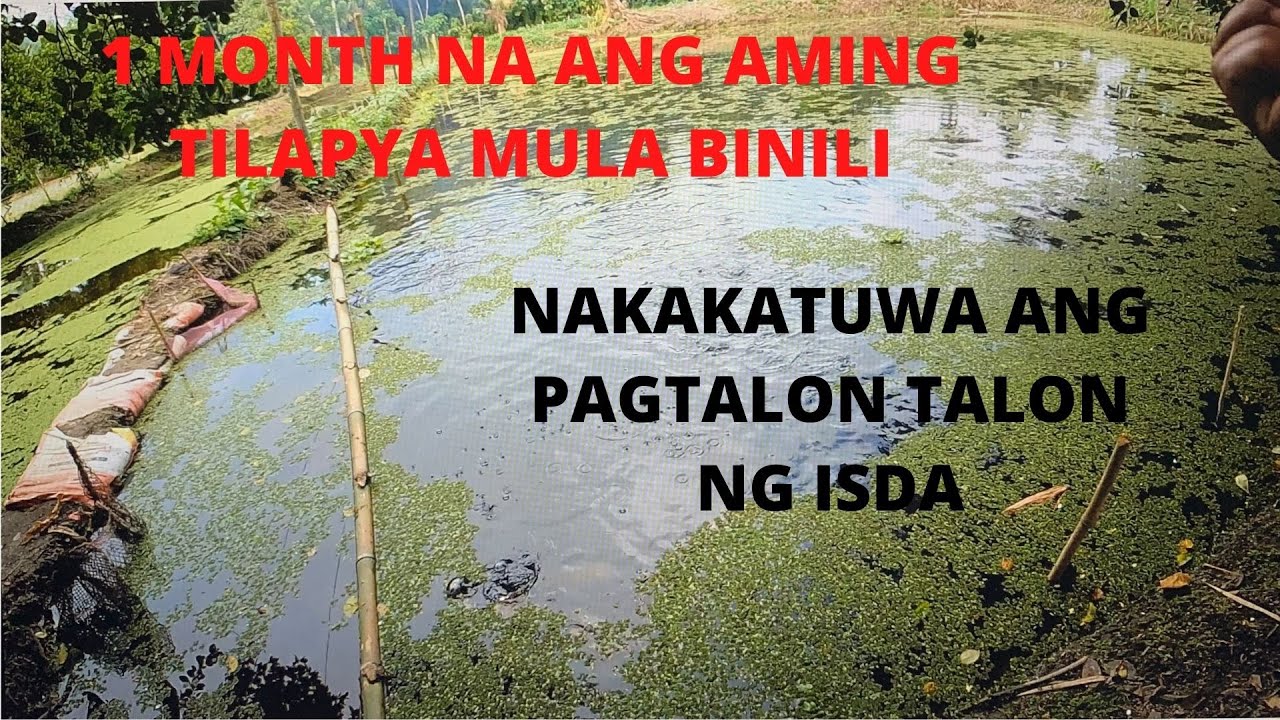 POND UPDATE: MALAKI NA ANG FINGERLINGS NA NAUNA NAMIN INILAGAY SA POND.