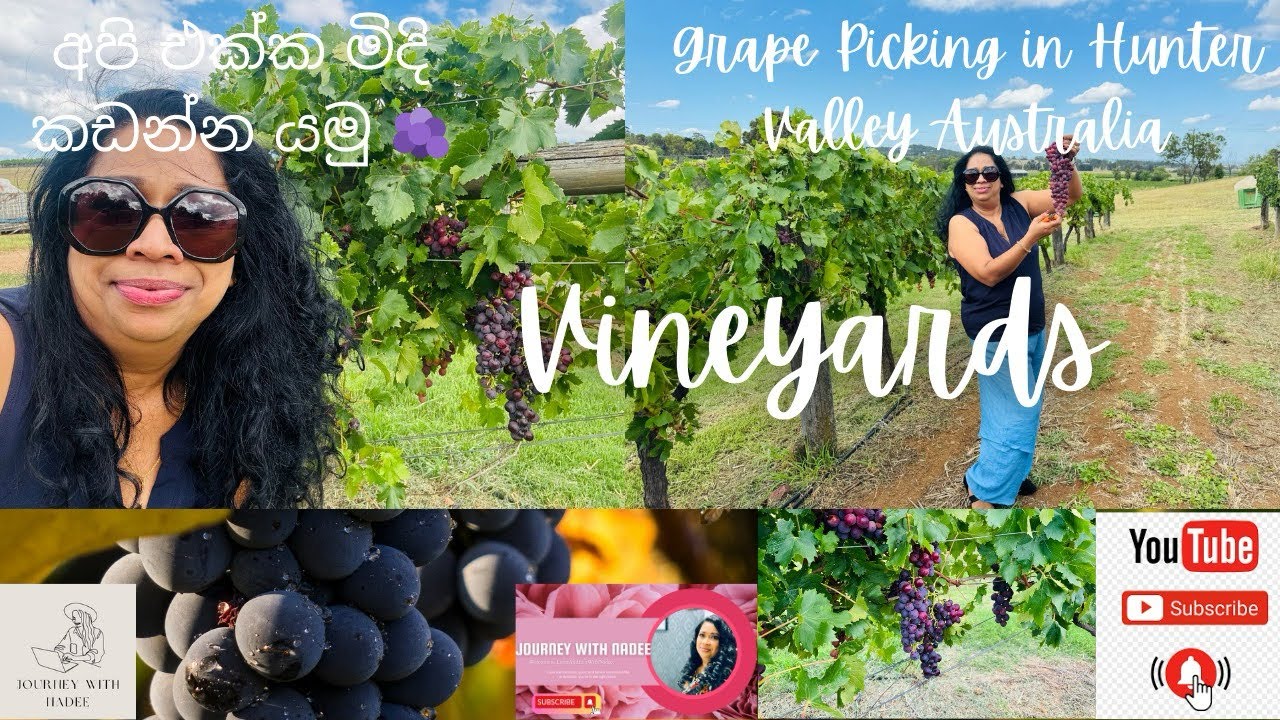 අපි මිදි කඩන්න යමු 🍇 | Hunter Valley #NewcastleAustralia #HunterValley #GrapesPicking #dayout