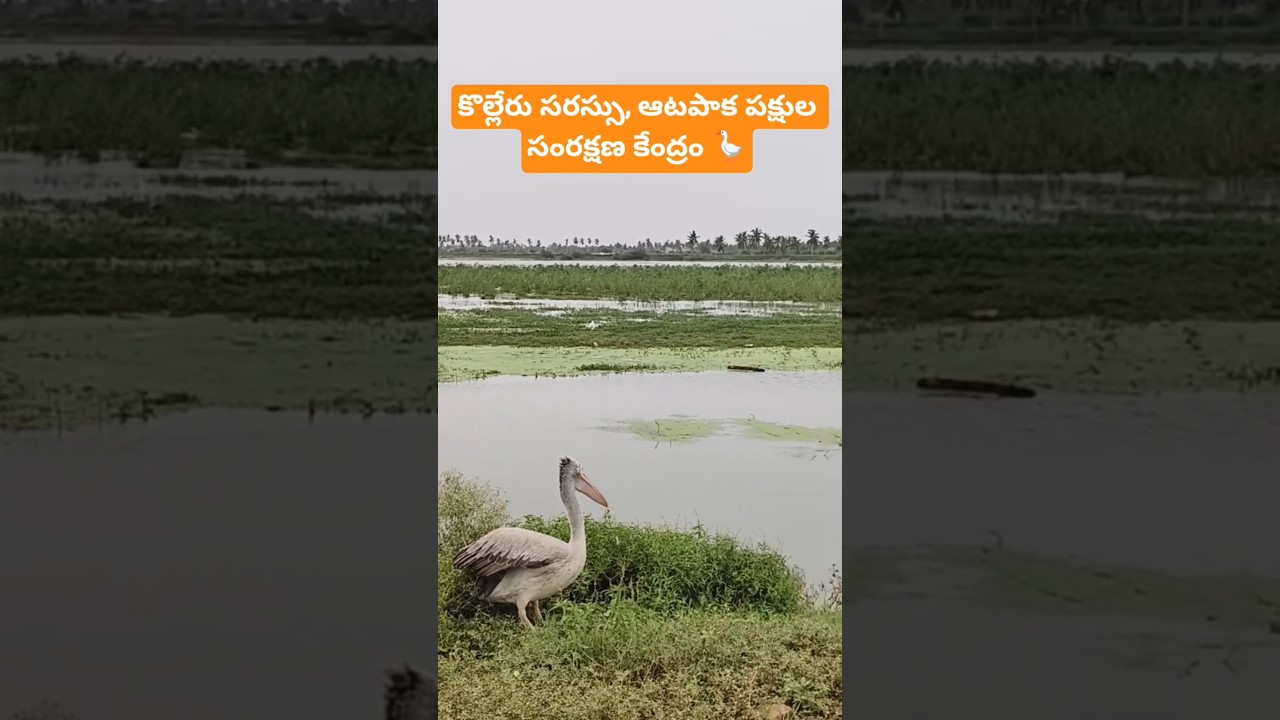 ఆటపాక 🪿🪿