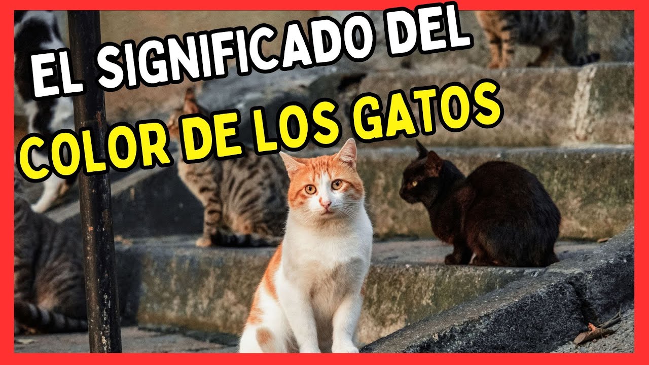 💝 &iquest;QU&Eacute; DICE EL COLOR DE TU GATO SOBRE SU PERSONALIDAD? GATUNALIDAD Y COMPORTAMIENTOS SEG&Uacute;N SU PELAJE