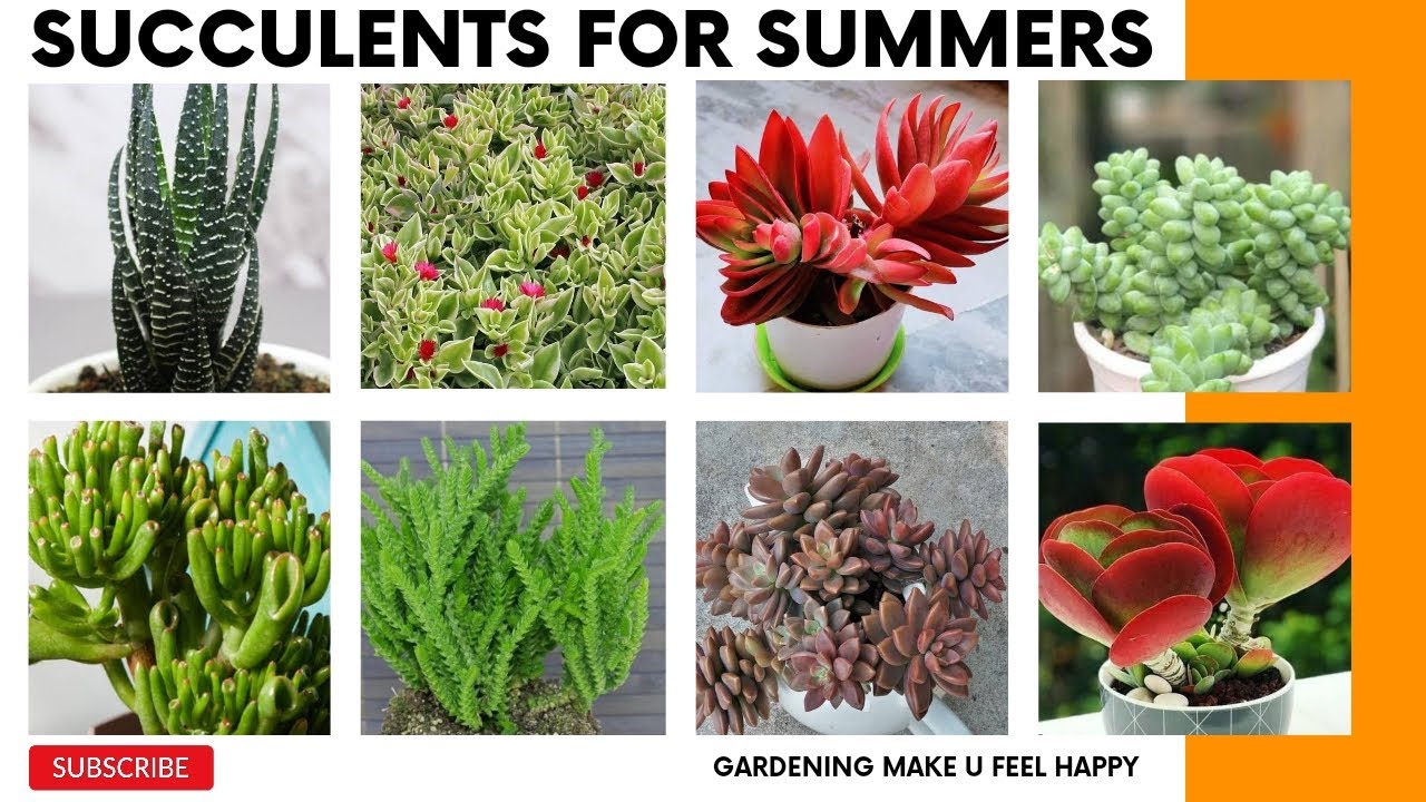 Permanent & hardy succulents plants/summer succulents name and propagation #gardening #succulents