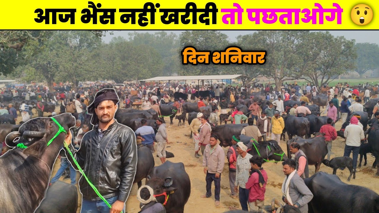 महंगाई में पहली बार इतनी सस्ती भैंस मिल रही है यह || buffalo sale in prayagraj || #baffalo 