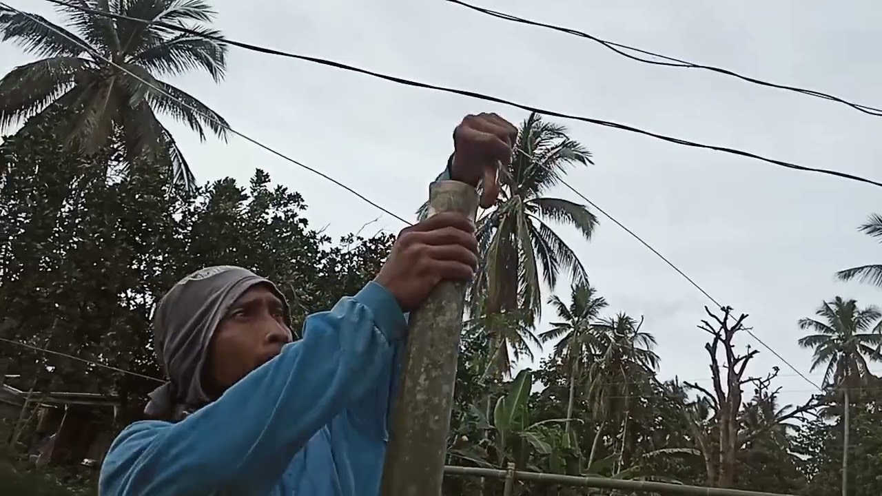 Pagawa ng balag at pagtanim ng ampalaya update sa ating mga talong at pipino.