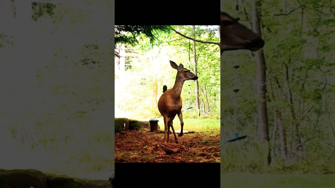 A baby deer stands guard in the forest.Um filhote de veado monta guarda na floresta.غزال صغير يقف