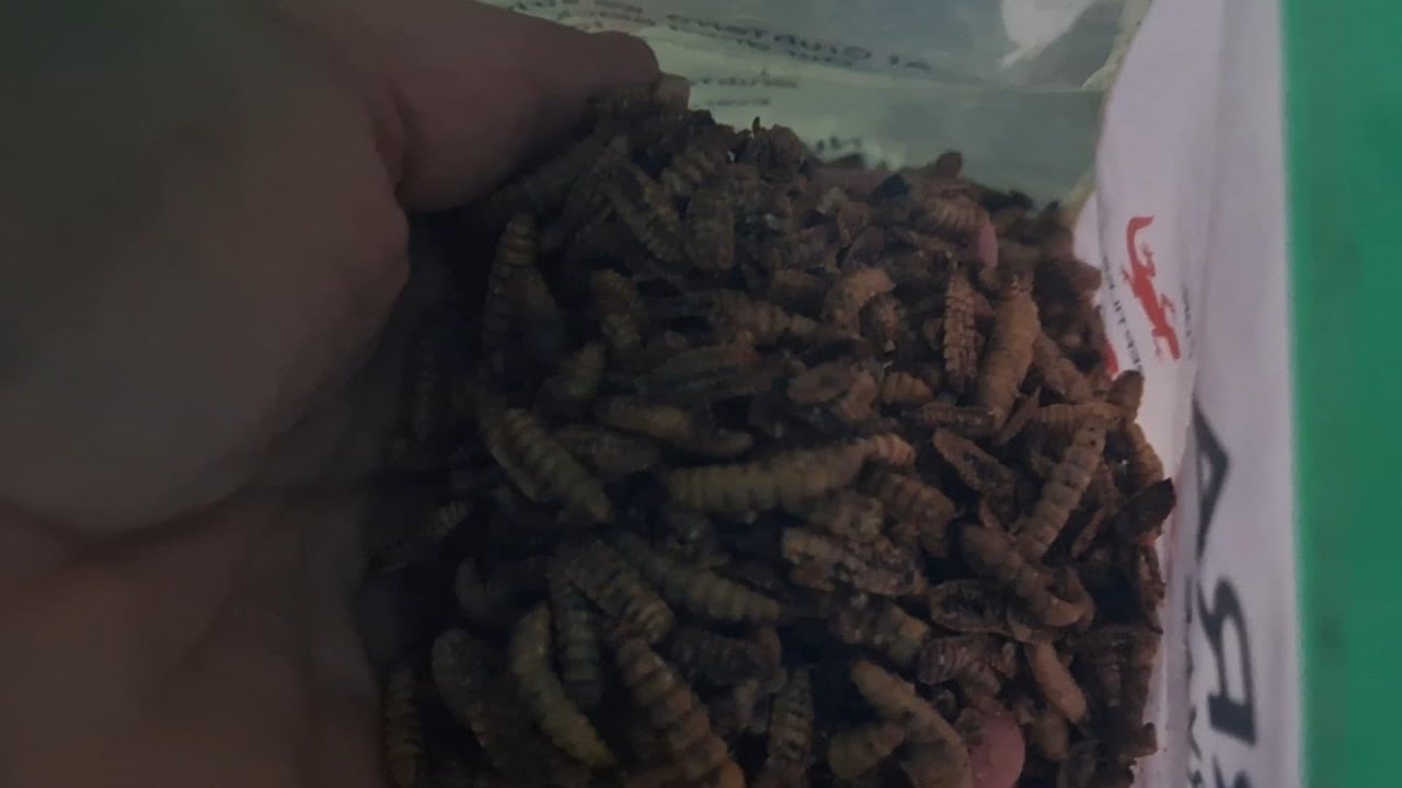 GRUB TERRA FOR MY CHICKENS! YAY OR NAY?