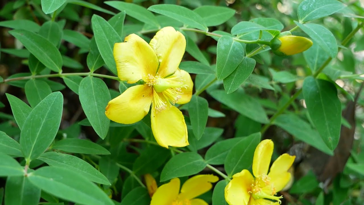 Due passi nel centro di Sesto San Giovanni