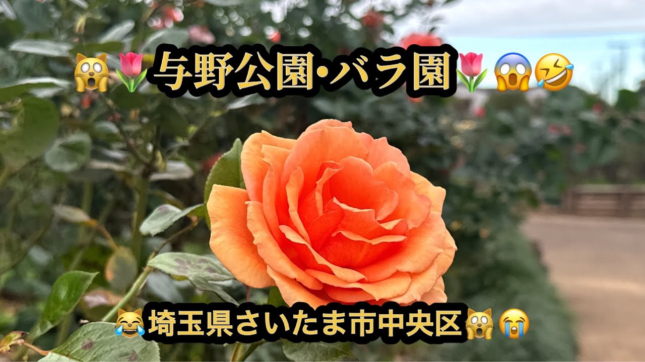 【プレミア】【４K】🙀🌹バラ園•与野公園🌹😱埼玉県さいたま市中央区(23m40s）🤣BGM:#riokazumiのピアノ語り
