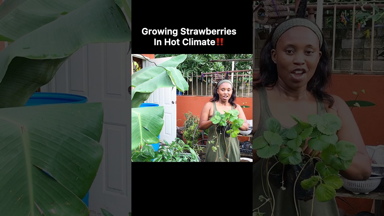 Growing Strawberries In Hot Climate Made Easy‼️