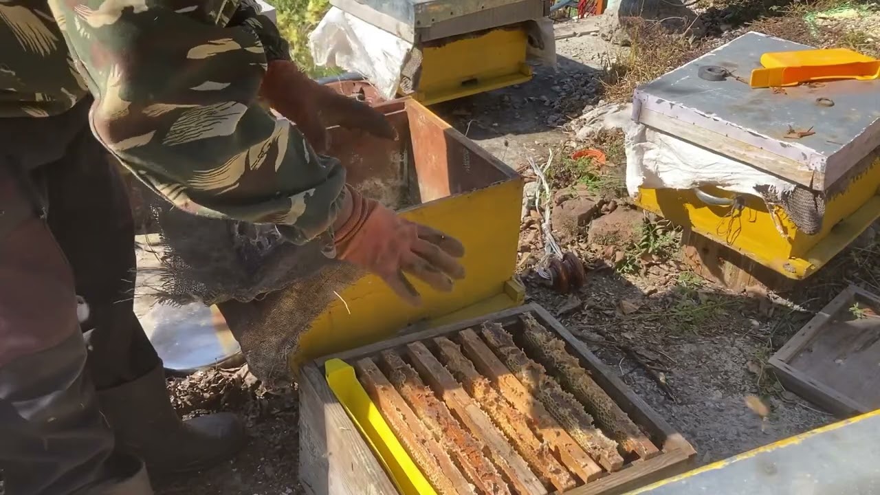 WAX MOTHS AND WEAK HONEY BEES  मधुमक्खियां के बॉक्स में मम्मी पतंगे का प्रकोप से कैसे बचाएं