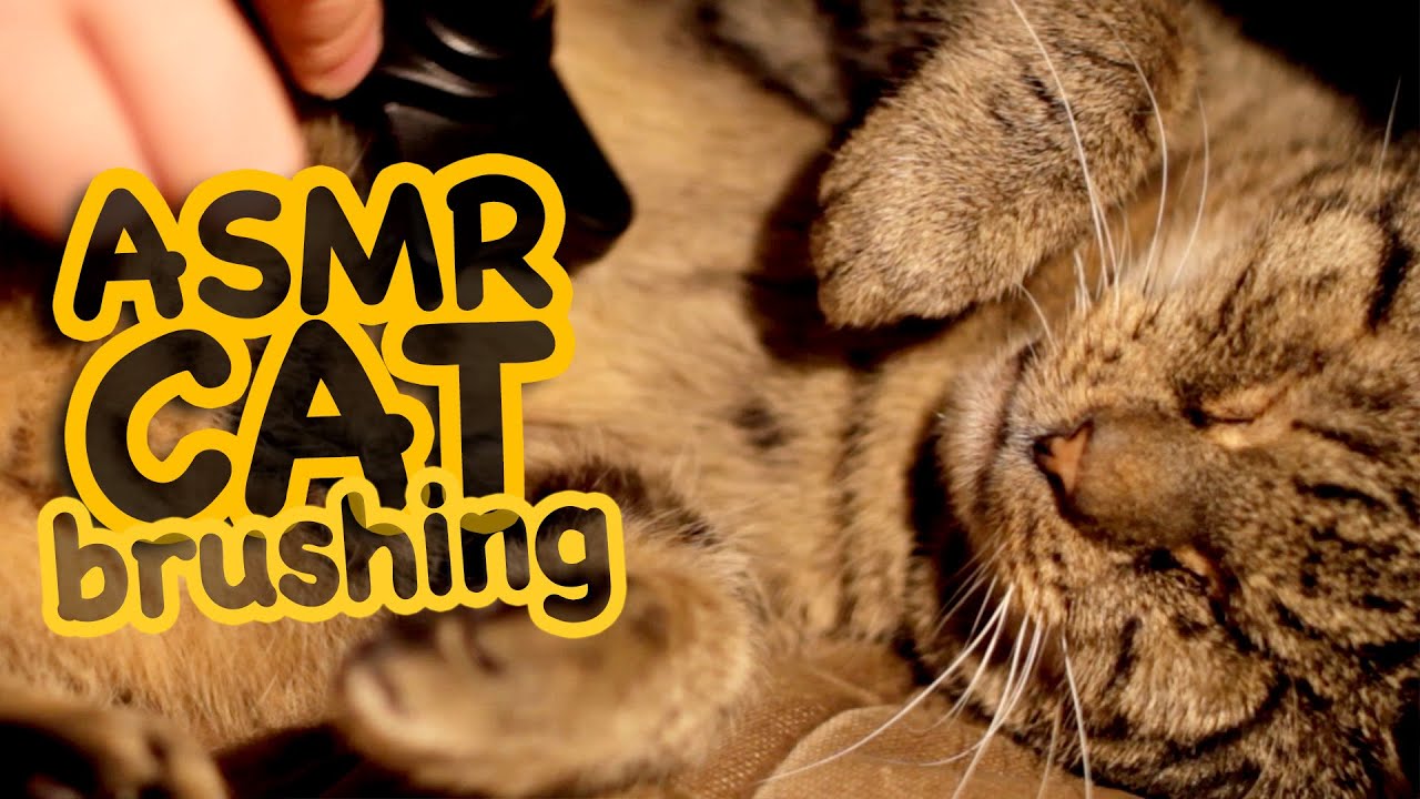 ASMR Cat - Brushing