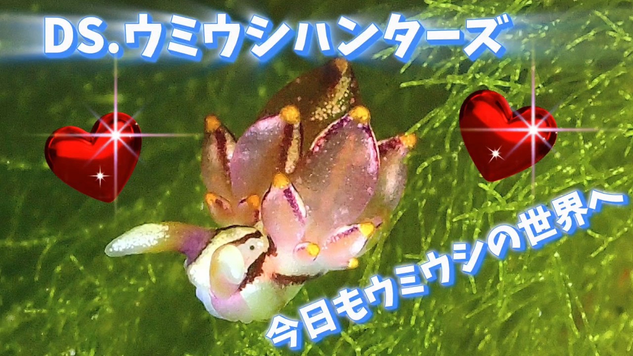 DIVING SHOPウミウシハンターズ 20260212 城ヶ島水域でのウミウシダイビング。ログブックになるように何かしゃべりながらのウミウシ紹介。ウミウシならウミウシハンターズです。